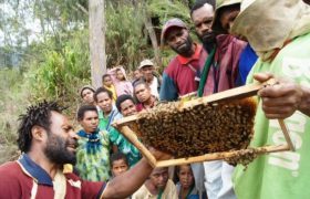 different types of bees-660px.jpg